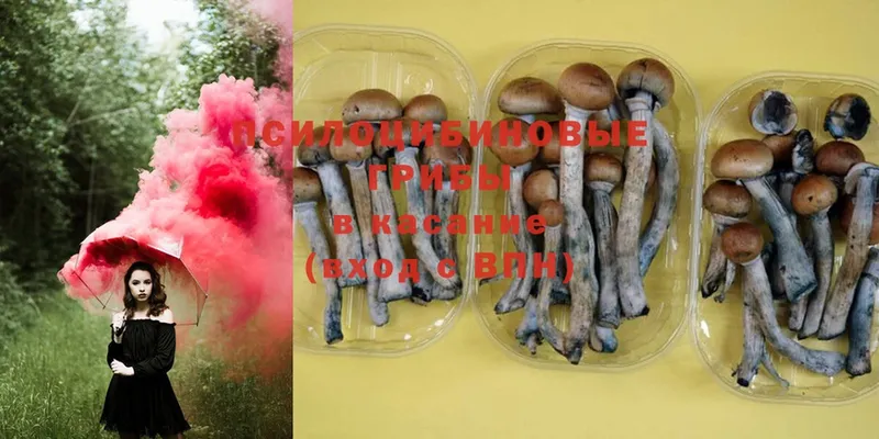 Галлюциногенные грибы Psilocybine cubensis  Дагестанские Огни 