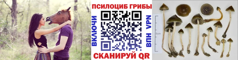 Галлюциногенные грибы ЛСД  Дагестанские Огни 